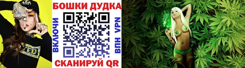 как найти   Шагонар  Шишки марихуана индика 